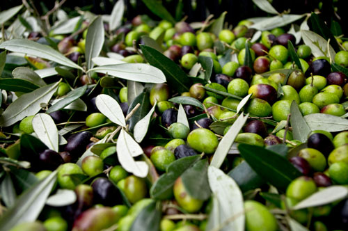 Olive olive