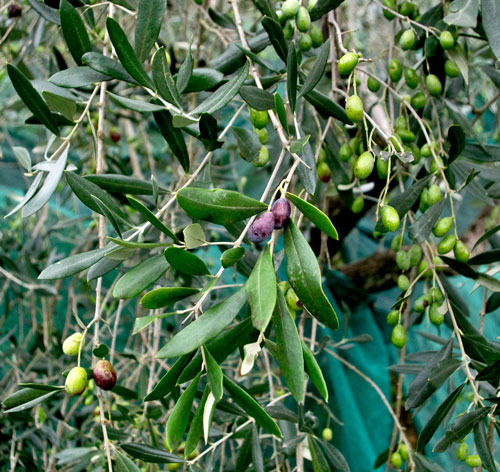 Olive raccolta