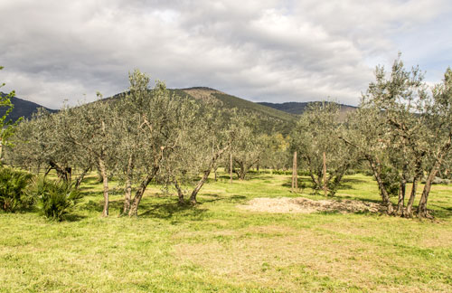 Ulivi colonnata sesto