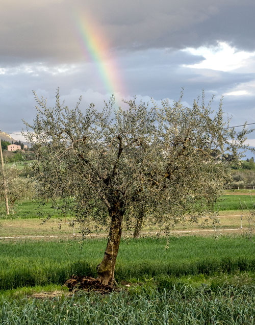 Ulivo arcobaleno