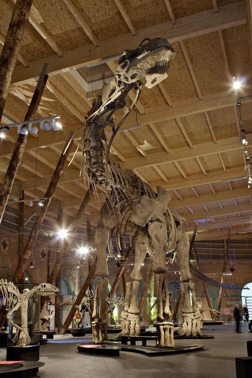 16 argentinosaurus foto claus rammel