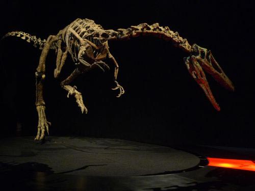 19 austroraptor
