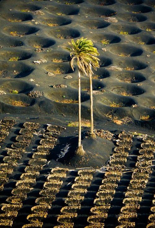 Due palme a lanzarote