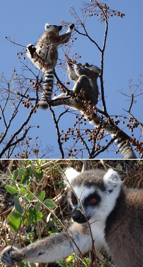 10 madagascar-foto donata brugioni