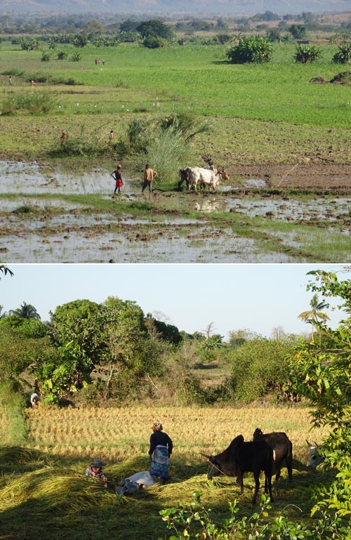 3 madagascar-foto donata brugioni